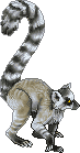 Kibi Lemur
