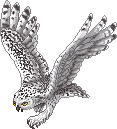 Hedwig