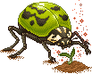 Green Vasant Beetle