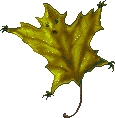 Yrsa Leaf