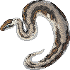 Mottled Python