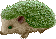 Fiorellan Hedgehog