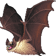 Ambula Bat